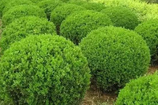 喬、灌木類(lèi)植物的養(yǎng)護(hù)要點(diǎn)，看看凱蒂分享的這6點(diǎn)！