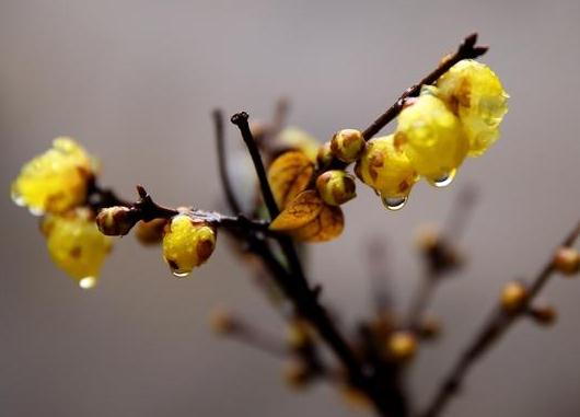 這5種樹木種植在別墅花園中別有一番風(fēng)雅！