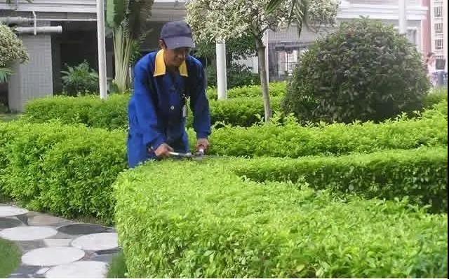 園林綠化工程施工常見誤區(qū)，您中招了嗎?