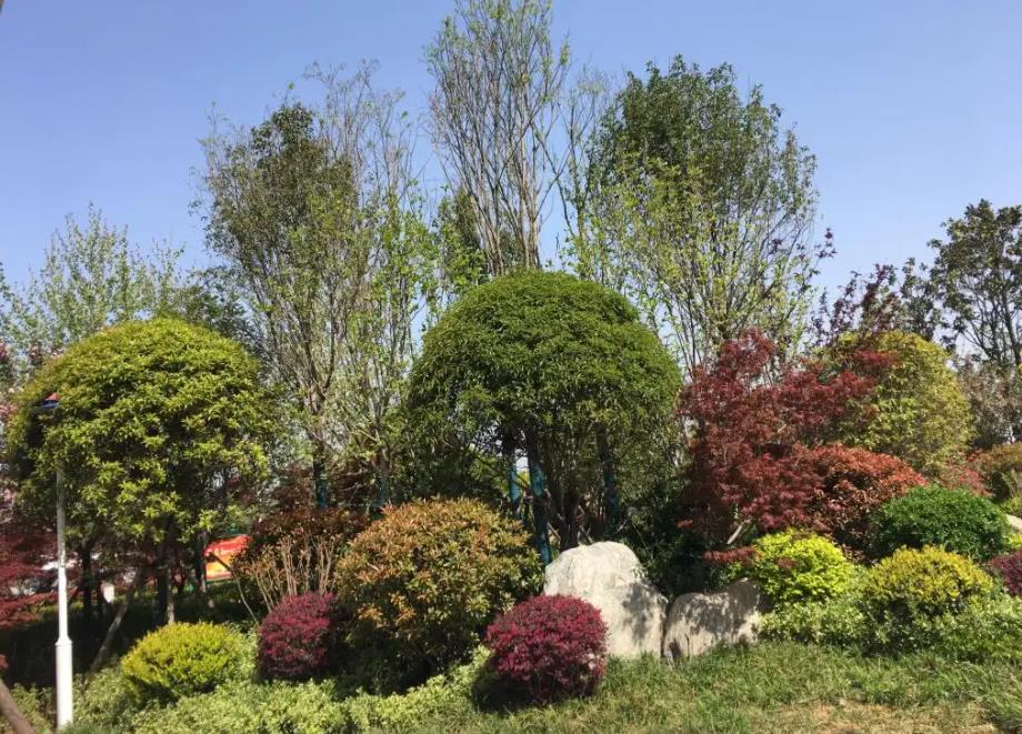 春季氣溫開(kāi)始回升，襄陽(yáng)園林綠化公司做好這些養(yǎng)護(hù)舉措，苗木來(lái)年存活好，長(zhǎng)枝快