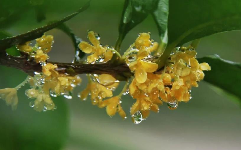 春季桂花移栽修剪有訣竅，襄陽(yáng)園林綠化公司親傳經(jīng)驗(yàn)，來(lái)年花多枝密長(zhǎng)勢(shì)好