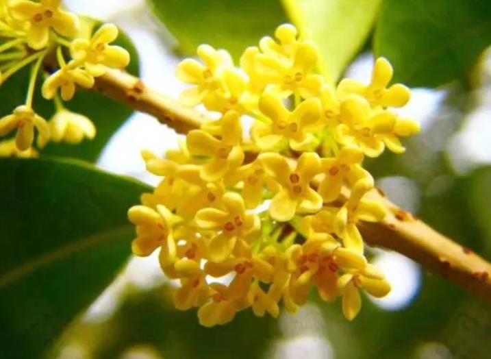 園林綠化zui愛(ài)的10種“花香之樹(shù)”！